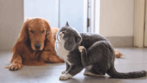 Como cuidar dos pets para evitar pulgas e carrapatos?