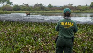 Fiscaliza&ccedil;&otilde;es contra inc&ecirc;ndios no Pantanal s&atilde;o intensificadas em MS