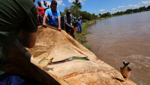 Prefeitura p&otilde;e 3 toneladas de peixes em lago e garante almo&ccedil;o de P&aacute;scoa em MS