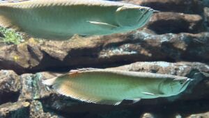 Peixes do Bioparque s&atilde;o batizados de Axl e Slash em homenagem a Guns N' Roses