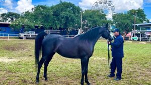 Gen&eacute;tica sul-mato-grossense domina julgamento de cavalos &aacute;rabes na Expogrande 