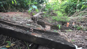 Ferrovia "engolida" por condom&iacute;nio de luxo est&aacute; abandonada h&aacute; mais de 20 anos