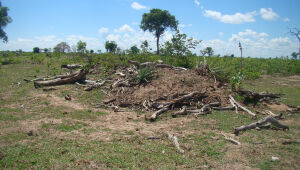 Desmatamento cai quase pela metade em 2025 no Pantanal