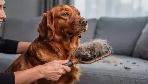 Coceira, queda de pelo e alergias: veja qual a dieta ideal que ajuda a prevenir problemas em pets