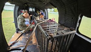 Pantanal registra remo&ccedil;&atilde;o in&eacute;dita de on&ccedil;a de dentro de cidade para &aacute;rea remota