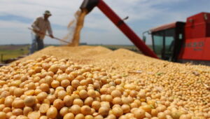 IBGE prev&ecirc; safra de 29,1 milh&otilde;es de toneladas de cereais, leguminosas e oleaginosas em MS