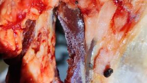 Pol&iacute;cia Civil de MS apreende 600 kg de carne clandestina em a&ccedil;ougue