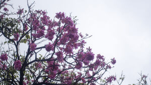 Ip&ecirc; rosa abre temporada das cores e anuncia chegada do inverno