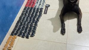 C&atilde;o farejador encontra 400 c&aacute;psulas de coca&iacute;na em &ocirc;nibus interestadual