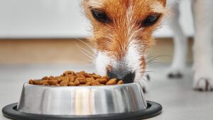 Farinha, corante e aditivo: o que evitar na dieta para prevenir alergias nos pets