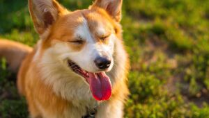 O que evitar na dieta dos pets para prevenir alergias
