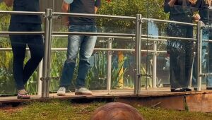 Jabuti do Bioparque 'quase' aposta no Brasil em jogo contra a Noruega; v&iacute;deo