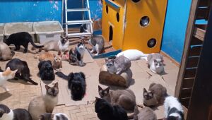 ONG busca novo espa&ccedil;o e 200 pets podem ficar sem abrigo; saiba como ajudar