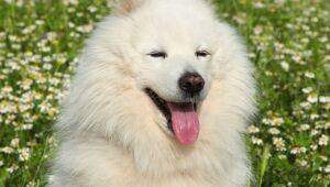 Pelos brancos tamb&eacute;m amarelam: entenda por que isso acontece com os pets