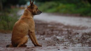 MS pode ter cadastro estadual de condenados por maus-tratos a animais