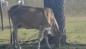Gado abandonado exp&otilde;e fraude na carne sustent&aacute;vel do Pantanal