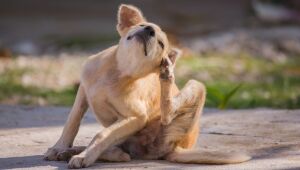 Primavera acende alerta para alergias em c&atilde;es e gatos; veja quais ra&ccedil;as s&atilde;o mais predispostas