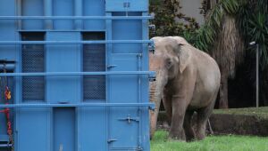 Transporte do elefante Sandro at&eacute; santu&aacute;rio no MT conta com apoio da PRF-MS