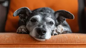Conhe&ccedil;a os sinais da fase s&ecirc;nior dos c&atilde;es