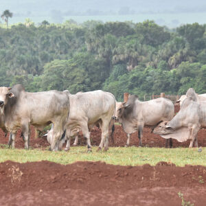 Hectare de Terra Rural em MS: Custa Até R$ 125 mil em 2023!