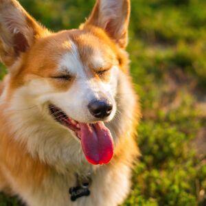 O que evitar na dieta dos pets para prevenir alergias