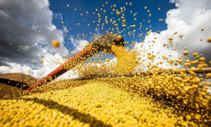 IBGE aponta perda bilion&aacute;ria na produ&ccedil;&atilde;o agr&iacute;cola de MS