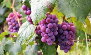 Em estação que favorece as uvas, aprenda a fazer receitas deliciosas utilizando a fruta