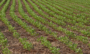 Na contram&atilde;o do Pa&iacute;s, MS v&ecirc; triplicar a ades&atilde;o de produtores ao seguro rural