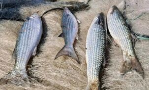 Pesca de tainha na modalidade arrasto de praia est&aacute; suspensa
