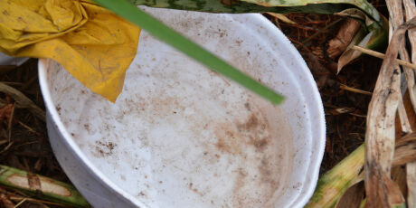 Em 2026 Chikungunya j&aacute; acumula mais da metade das mortes da d&eacute;cada