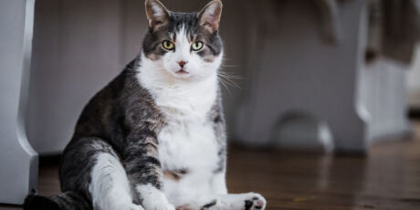 Espanha busca jovens de 26 anos que amam gatos e oferece moradia em troca de 3h de trabalho por dia