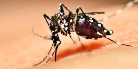 Com crise de chikungunya, Dourados entra em lista de emerg&ecirc;ncia do Governo Federal