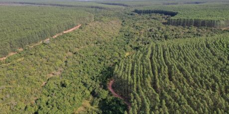 Mato Grosso do Sul tem 597 mil hectares sem dono declarado, aponta relat&oacute;rio