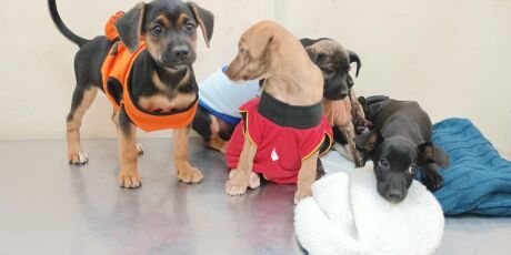 MS tem 14 mil animais no SinPatinhas, mas s&oacute; 10% t&ecirc;m microchip