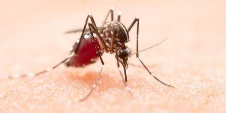 Criança de 8 anos morre de dengue em Mato Grosso do Sul