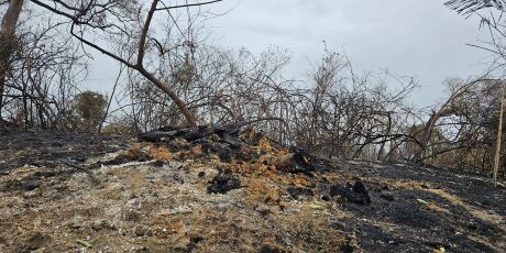 Mudança de cálculo some com 1 milhão de hectares queimados no Pantanal