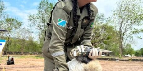 Tuiuiús órfãos são resgatados depois que ninho pega fogo, no Pantanal