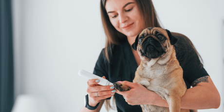 Pet B+: Diabetes: diagnóstico precoce e controle da doença garantem longevidade aos pets