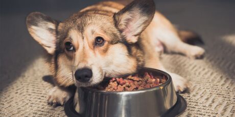 Pet B+: Quando e como realizar a troca do alimento dos pets