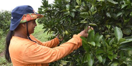 Após fenômeno da celulose, citricultura é a "bola da vez" em Mato Grosso do Sul 