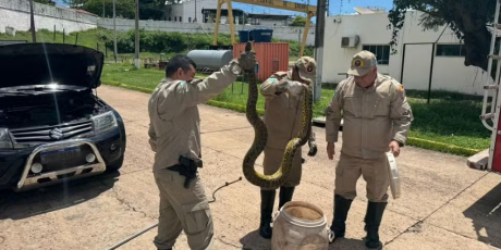 Sucuri de 3 metros é encontrada no motor de carro em MS