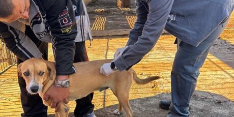 Prefeitura oferece vacinação gratuita a cães e gatos neste feriado