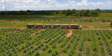 Governo federal autoriza circula&ccedil;&atilde;o de hexatrens de megaf&aacute;brica de celulose em MS