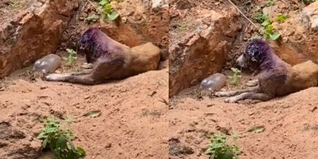 Mulher é presa no interior de MS por maus-tratos graves contra três cães; vídeo