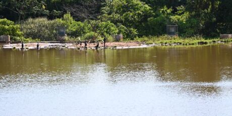 Desassoreamento de lago das Nações Indígenas apresenta resultados