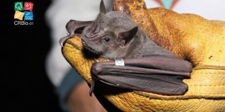 MS confirma primeiro registro de raiva em morcego em 2026