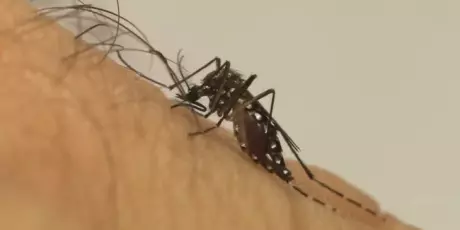 Dengue segue tend&ecirc;ncia de queda e registra somente dois casos confirmados no ano