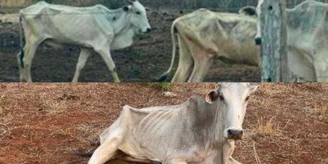 Ação do MPE tenta impedir nova mortandade de bovinos em fazenda de MS