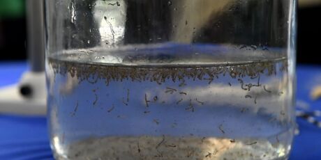 Chikungunya avan&ccedil;a em Mato Grosso do Sul e registra 22&ordf; morte em 2026
