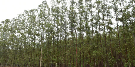 Com a chegada de megafábricas, preço do eucalipto valoriza 10,7%